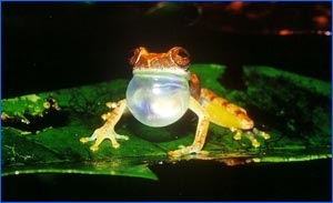 Amazonia-Guianan frog