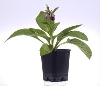 Symphytum officinale (Comfrey)