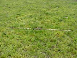 Illustrating experimental protocol